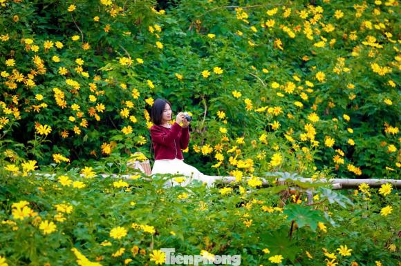 Check in vườn hoa dã quỳ rực rỡ ngay giữa lòng Hà Nội